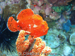 Frogfish by Claudius Fevriere 